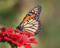 Monarch Butterfly